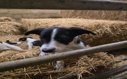 Mixed Breed dogs for sale: 2 Female Collie pups for sale - Advert 3