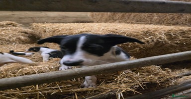 Mixed Breed dogs 2 Female Collie pups for sale - Advert 16