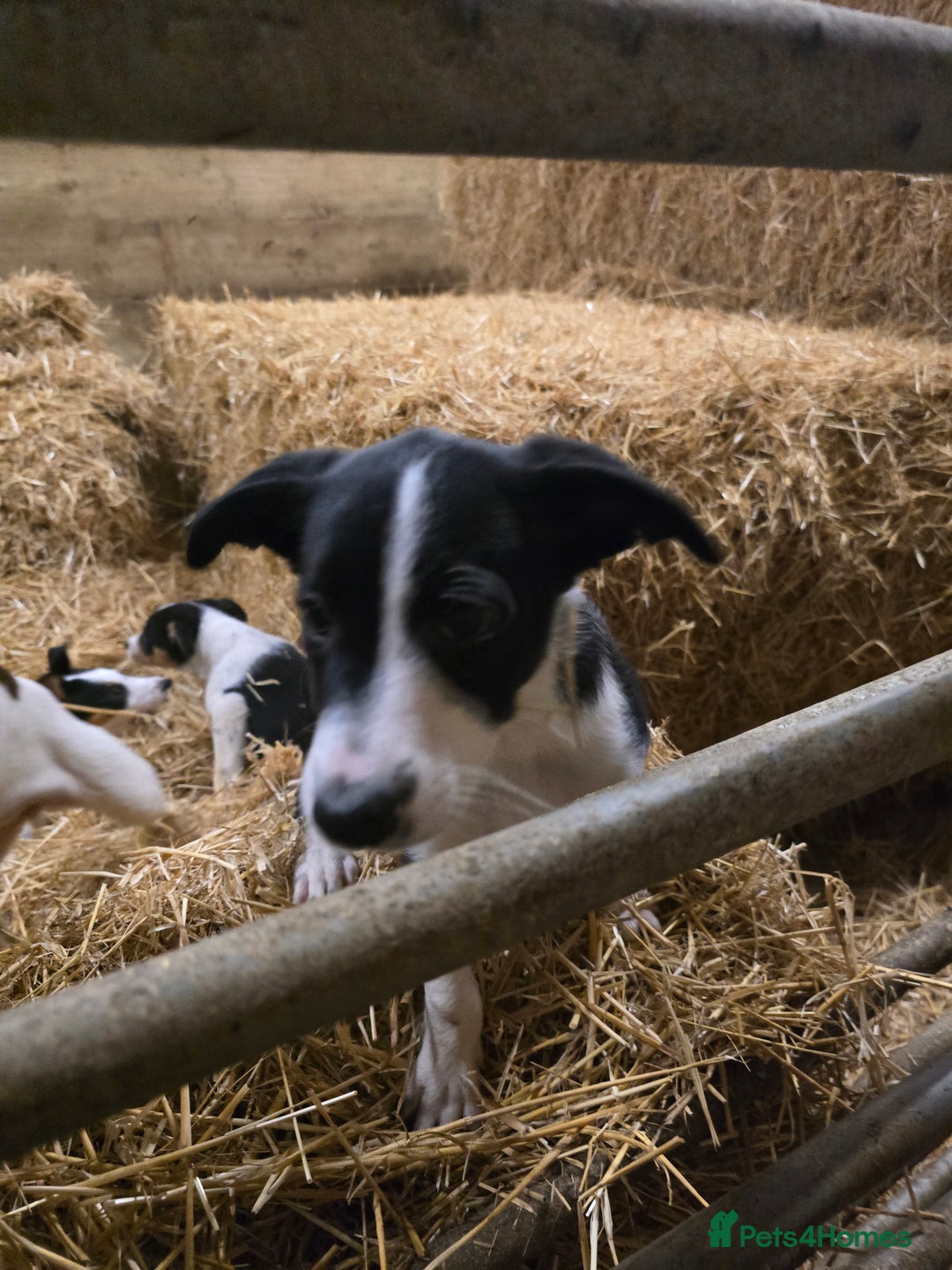 Mixed Breed dogs for sale: 2 Female Collie pups for sale - Advert 3