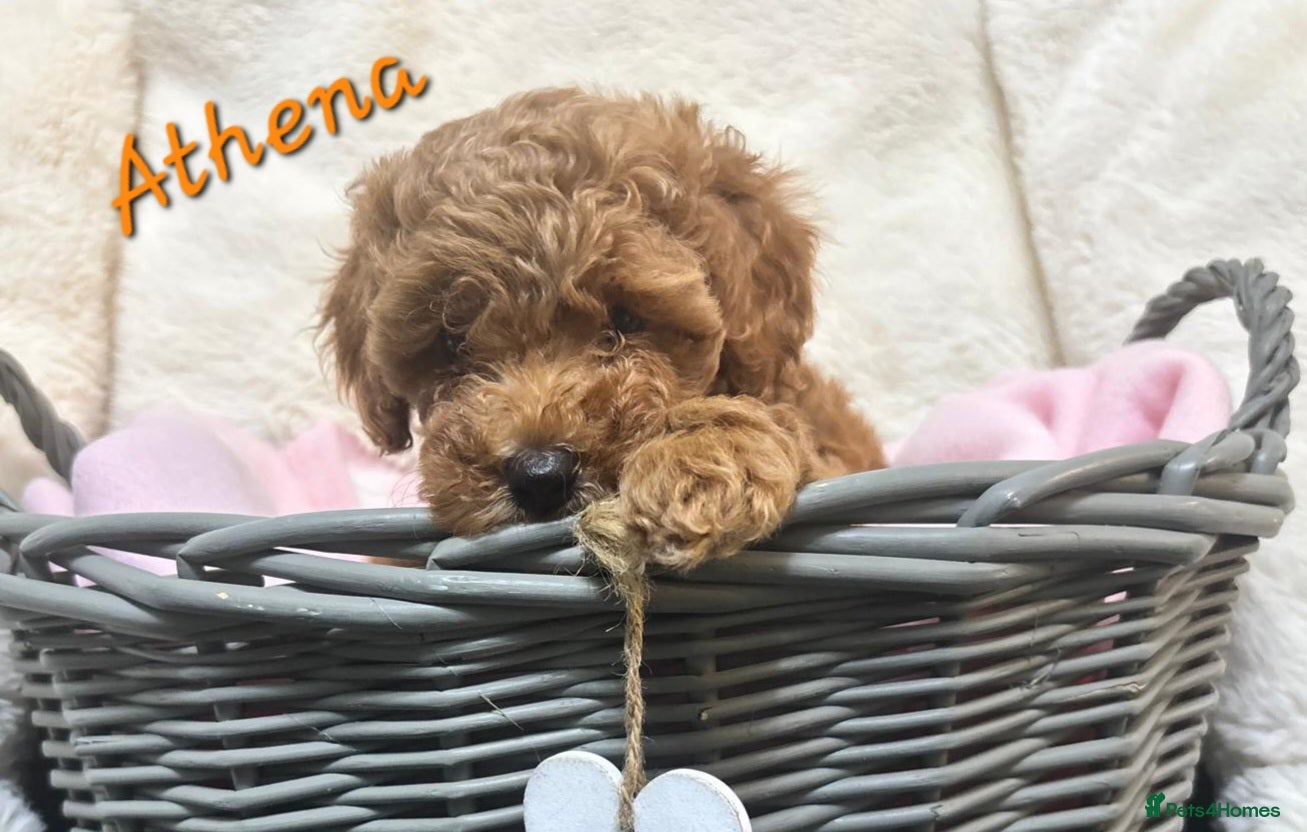 Cockapoo dogs Beautiful Home-Raised F1b toy Cockapoo Puppies  - Advert 15