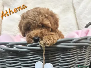 Cockapoo dogs Beautiful Home-Raised F1b toy Cockapoo Puppies - Advert 2