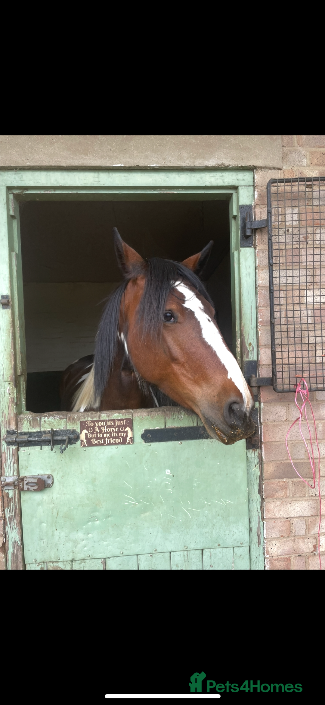 Other Breed horses for sale: Pony for sale - Advert 2