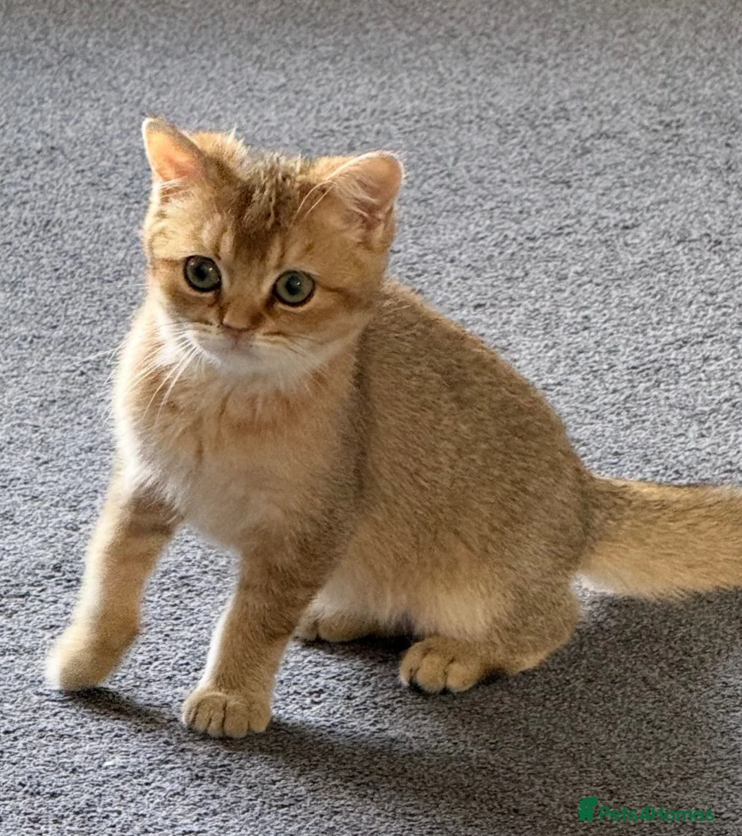 British Shorthair cats for sale: Pedigree GCCF Golden BSH Ready Now ! - Advert 1