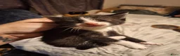 Mixed Breed cats for sale: KITTENS FOR FOREVER HOMES 😻💕 - Advert 4
