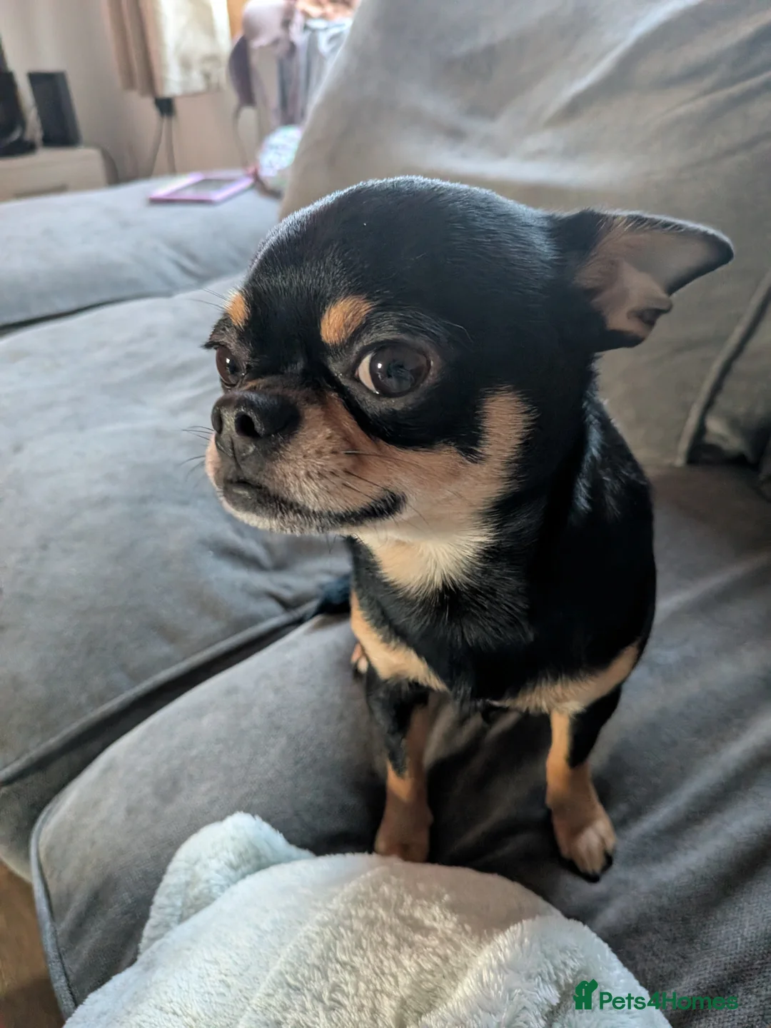 Chihuahua dogs for sale: Chihuahua Litter Due March  - Advert 6