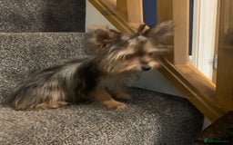 Biewer Terrier dogs for sale: Last 3 Stunning Biewer Terrier puppies - Image 4