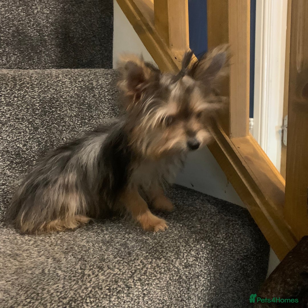 Biewer Terrier dogs for sale: Last 3 Stunning Biewer Terrier puppies - Image 4