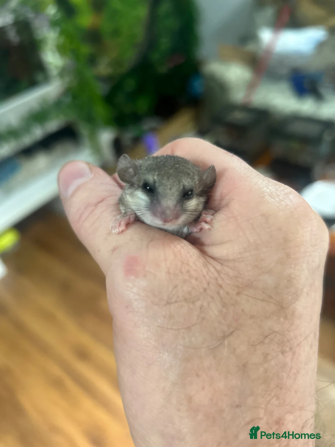 Mouse rodents for sale: 5 African Pygmy dormice  - Advert 3