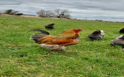 Chickens poultry for sale: Day old chicks / hatching eggs Brahma sussex Pekin - Image 9