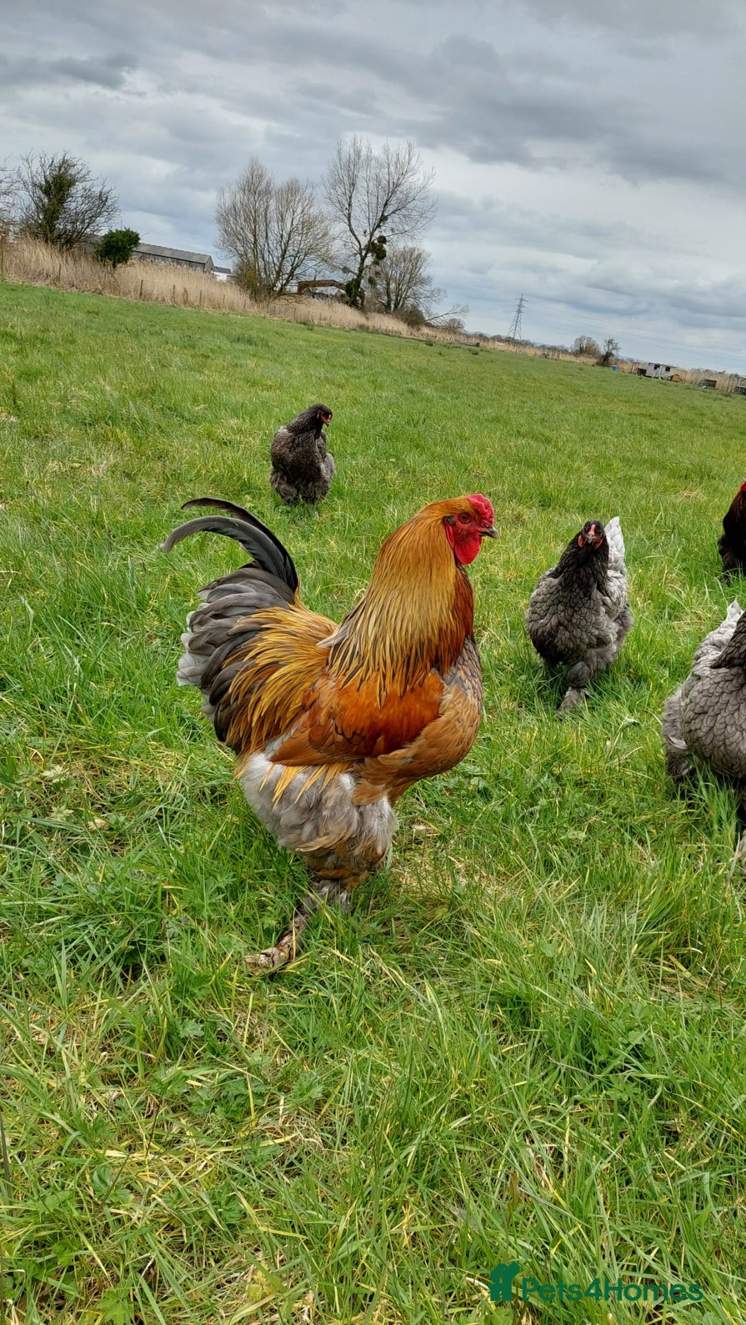 Chickens poultry for sale: Day old chicks / hatching eggs Brahma sussex Pekin - Image 9