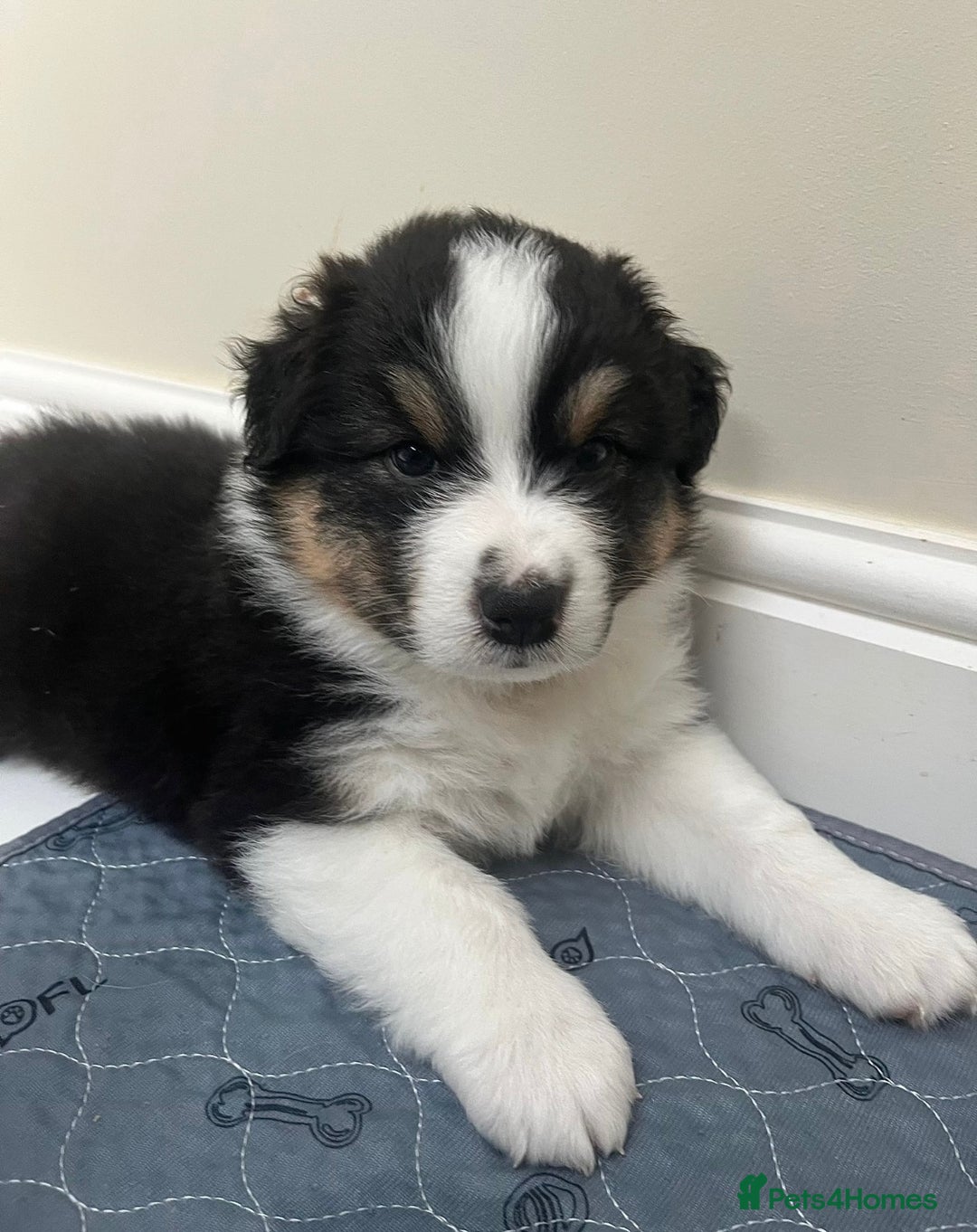 Australian Shepherd dogs for sale: 4 month old Aussie  - Advert 2