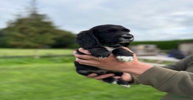 Cocker Spaniel dogs - Advert 15