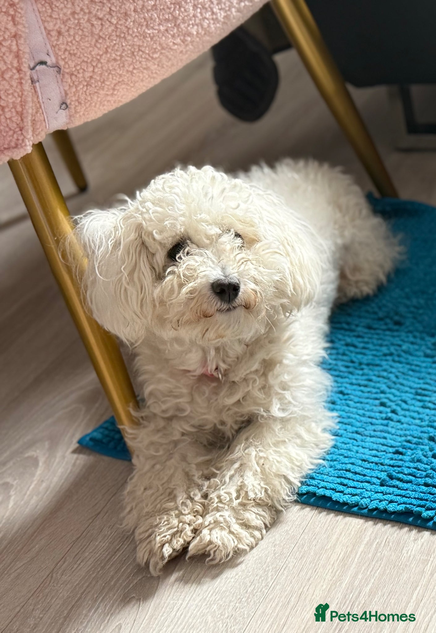 Toy Poodle dogs Beautiful toy poodle puppies! Edinburgh  - Advert 1
