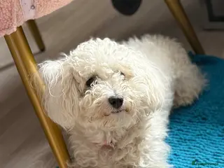 Toy Poodle dogs Beautiful toy poodle puppies! Edinburgh - Advert 6