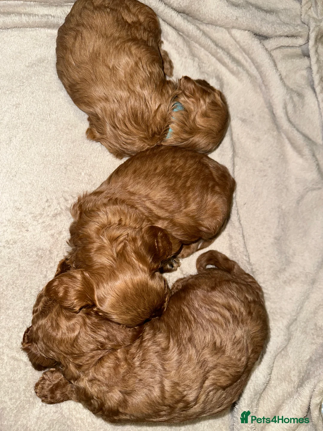 Cockapoo dogs for sale: 4left ready to leave 13th Feb - Advert 8