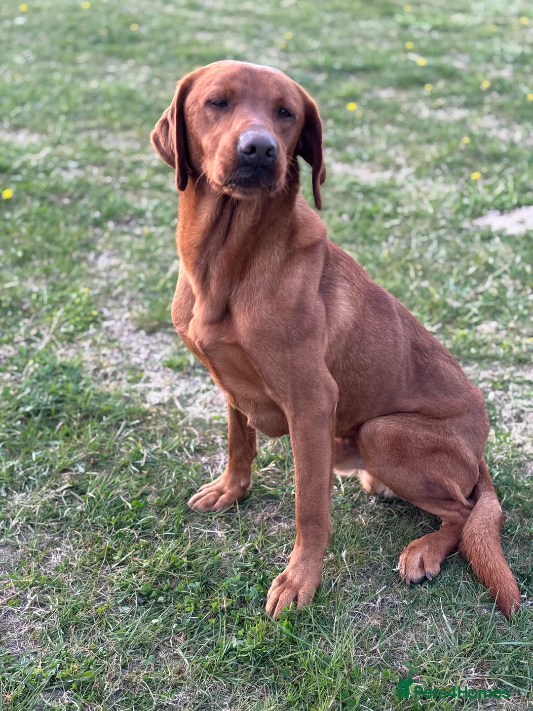 Labrador Retriever dogs for stud: Ozzy-proven health tested stud in Devizes - Advert 7