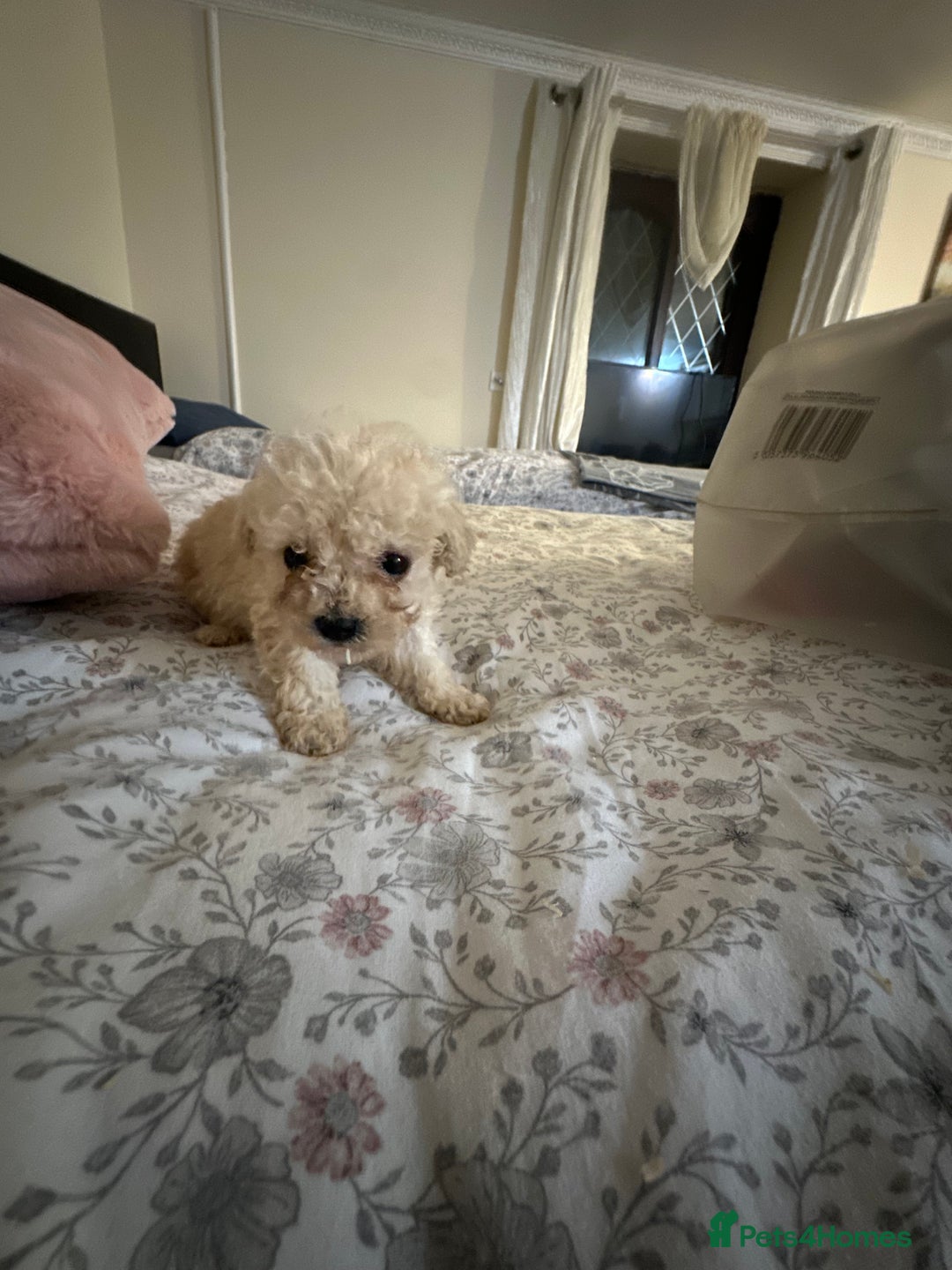 Poochon dogs for sale: Poochon puppies ready now  - Advert 14