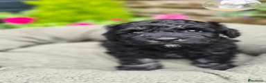Puppy 3 - Brutus