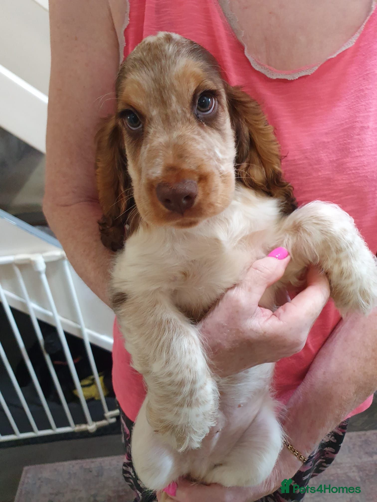 Cocker Spaniel dogs Gorgeous KC Health Tested Show Pups - Advert 2