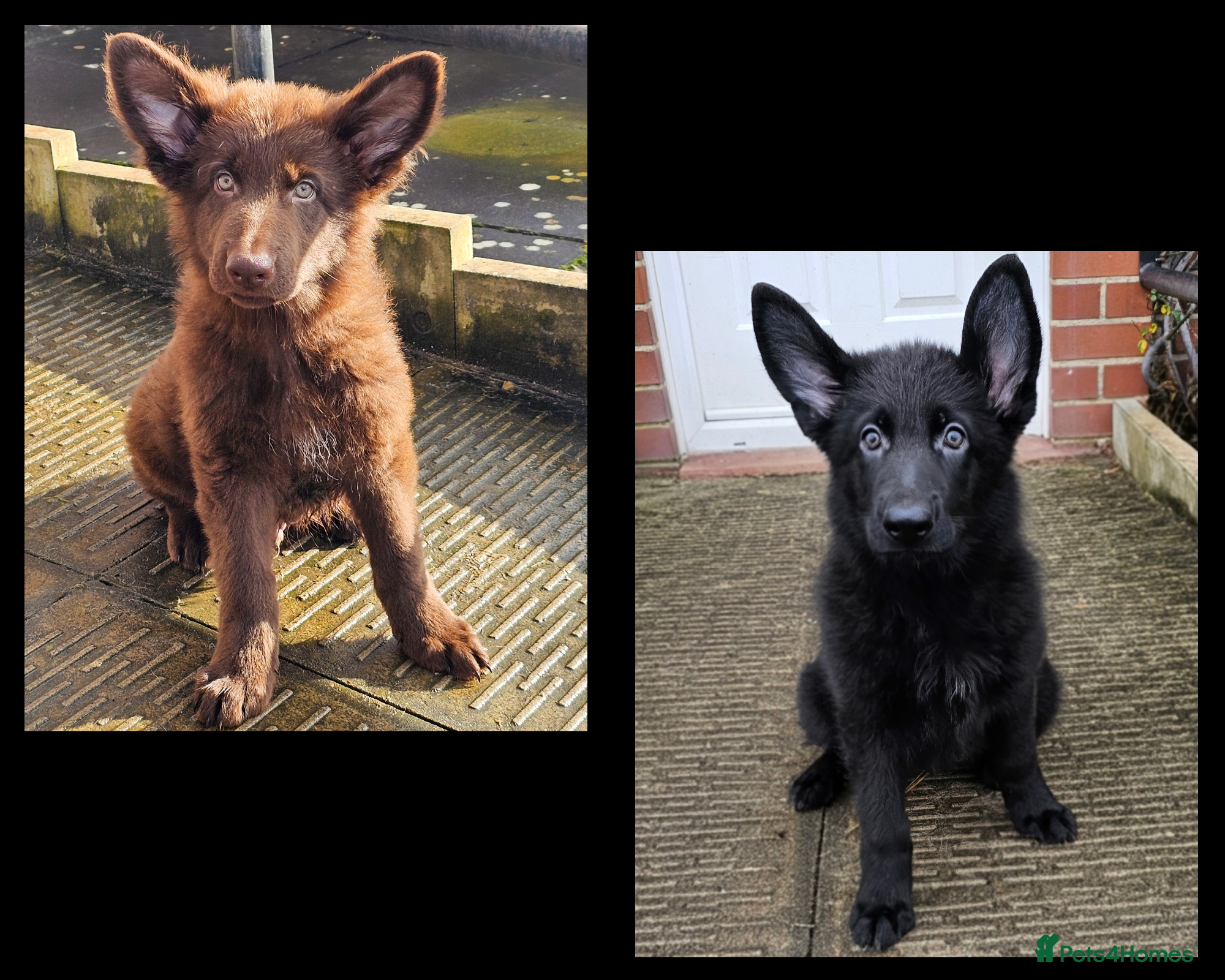 German Shepherd dogs 2 stunning short coated KC registered GSP's - Advert 6