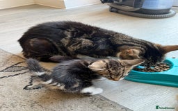 Mixed Breed cats for sale: European shorthair crossed with a tabby - Image 6