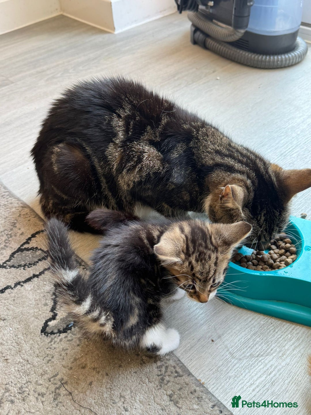 Mixed Breed cats for sale: European shorthair crossed with a tabby - Image 6