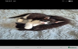 Mixed Breed cats for sale: 2 kittens available  - Image 3