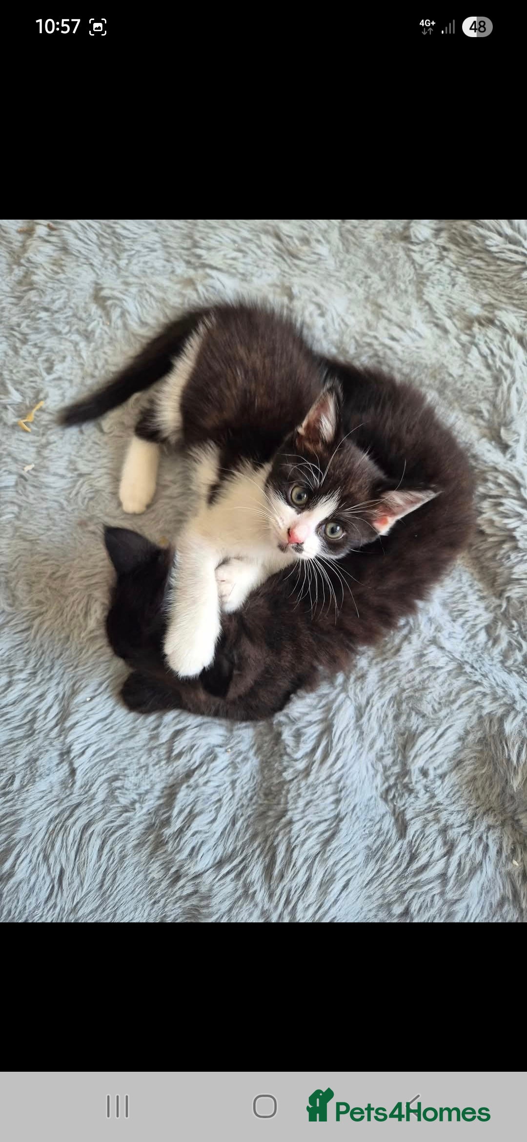 Mixed Breed cats for sale: 2 kittens available  - Image 3