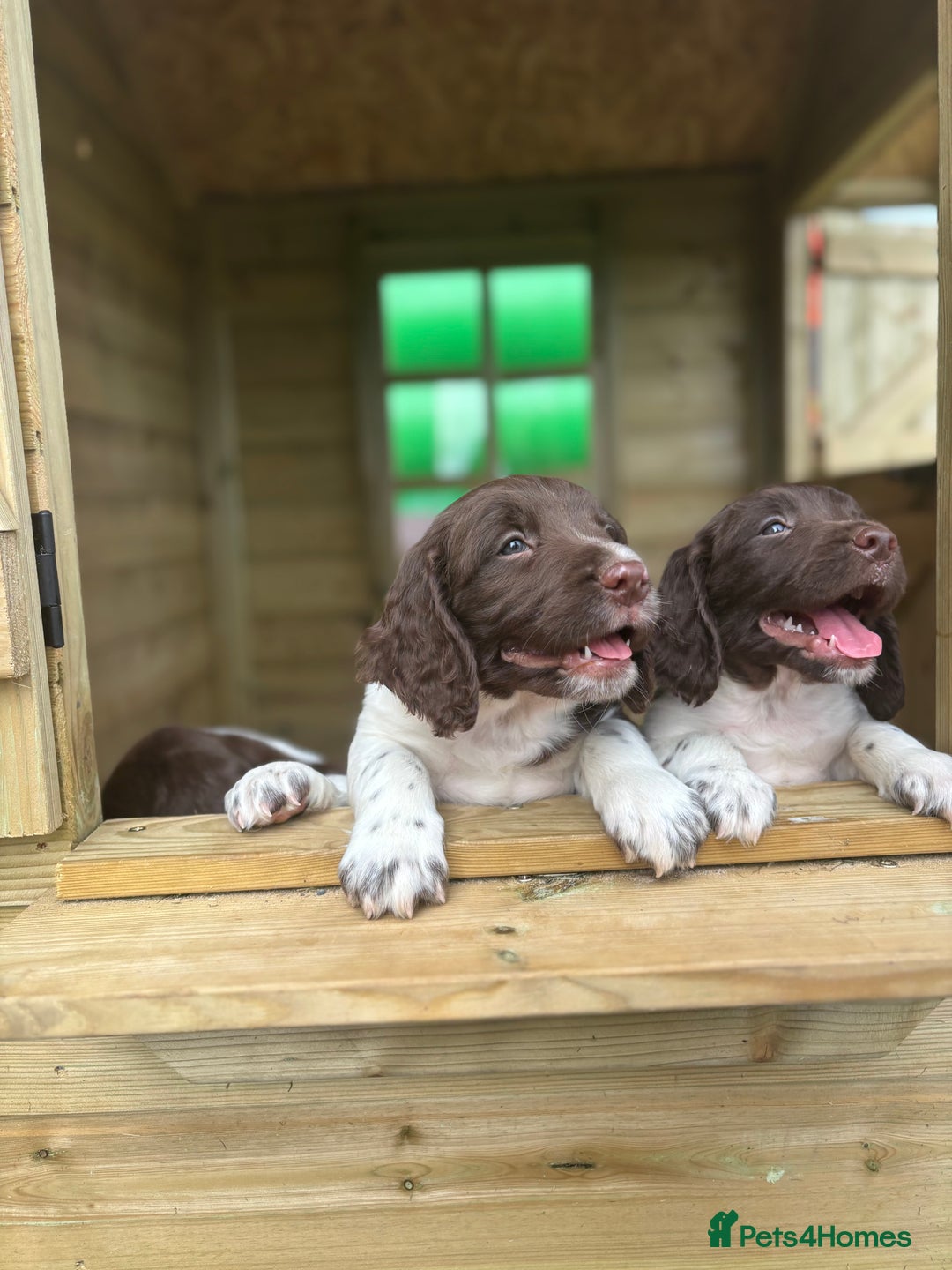 English Springer Spaniel dogs for sale: English Springer Spaniels - Image 17