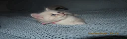 Siberian cats for sale: 🐾 Beautiful Siberian Kittens💙 - Advert 17