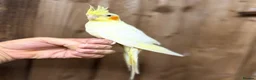Cockatiels birds for sale: Cocktails parakeet  - Advert 1