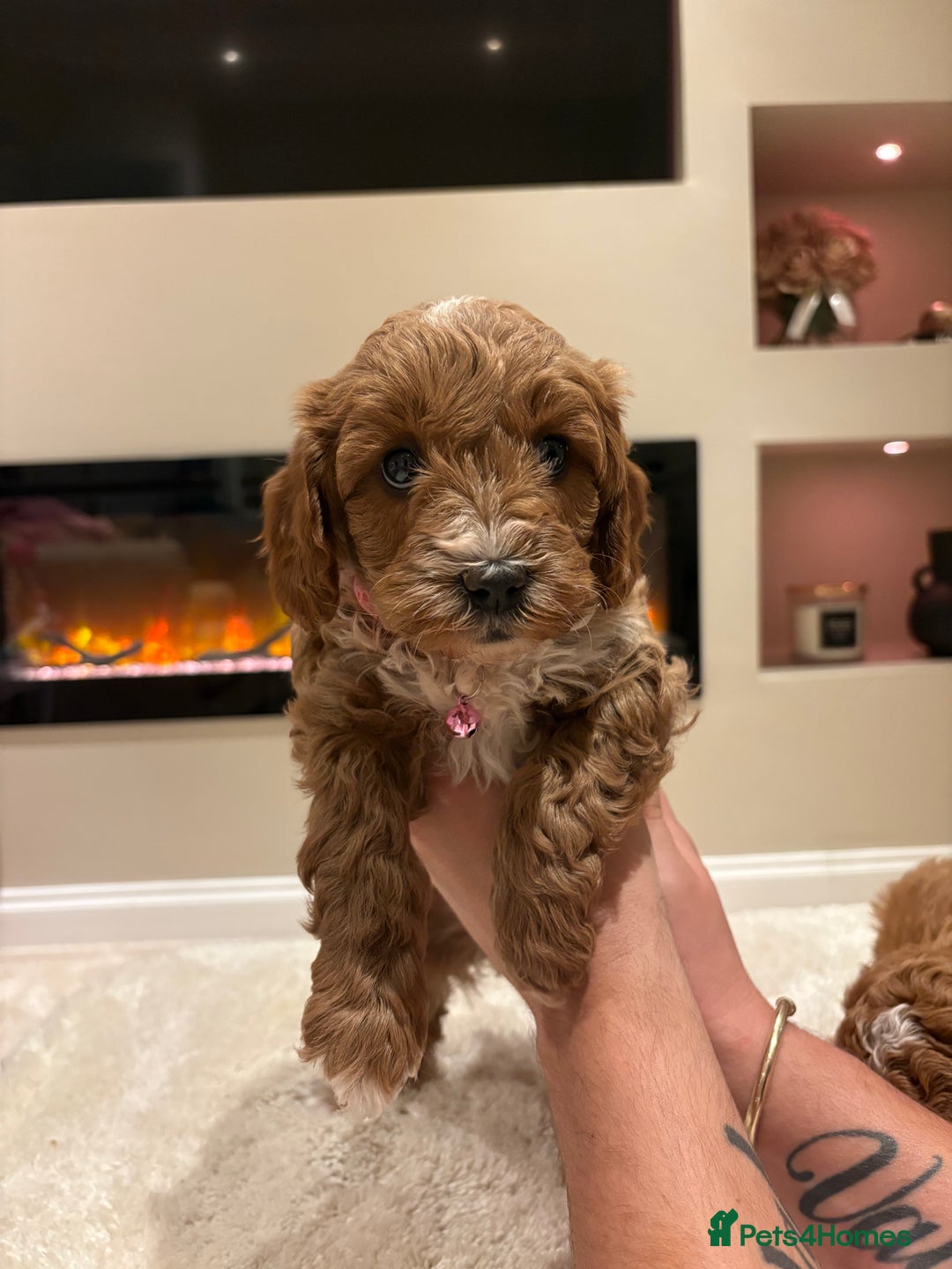 Cavapoo dogs for sale: Outstanding F1B Cavapoo puppies - Image 16