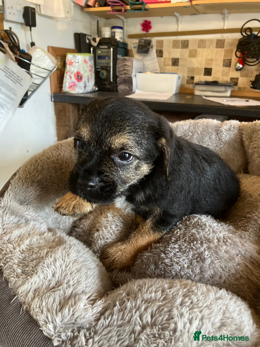 Border Terrier dogs for sale: K.C. Registered border terrier puppies  - Image 9