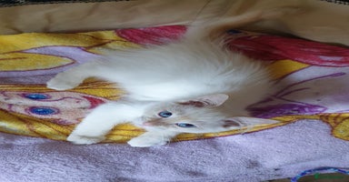Ragdoll cats - Advert 11