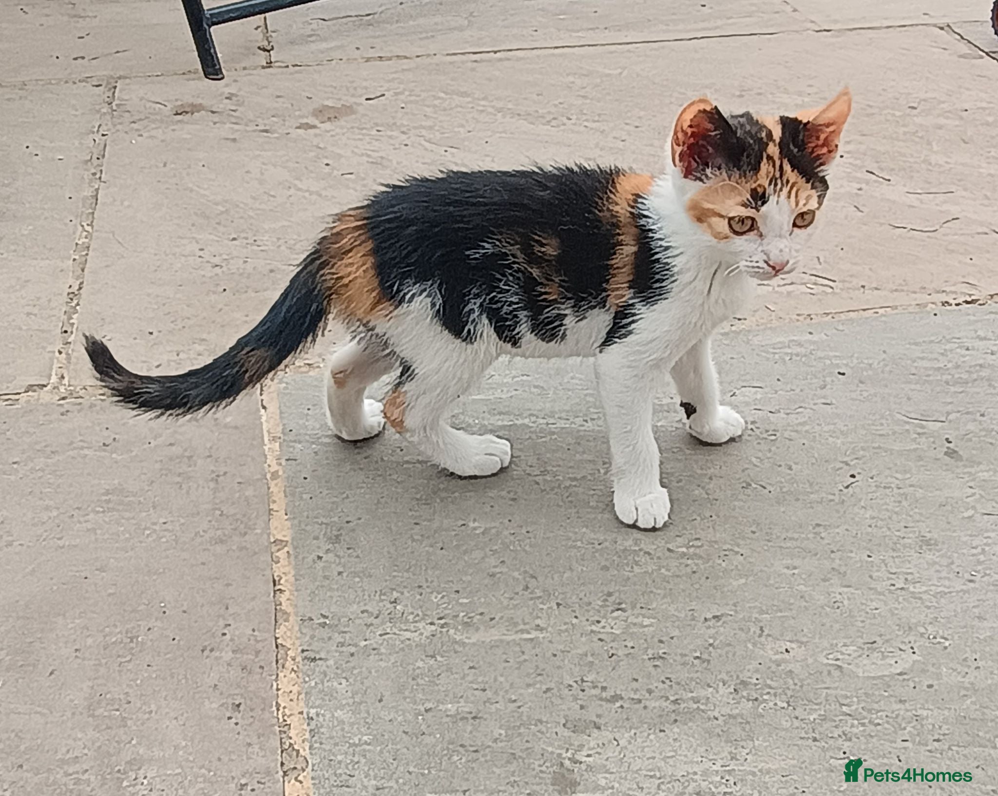 Mixed Breed cats Tri-coloured female kitten - Advert 1