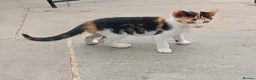 Mixed Breed cats for sale: Tri-coloured female kitten - Advert 1