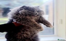 British Longhair cats for sale: TICA Beautiful Blue British Longhair Female - Image 29