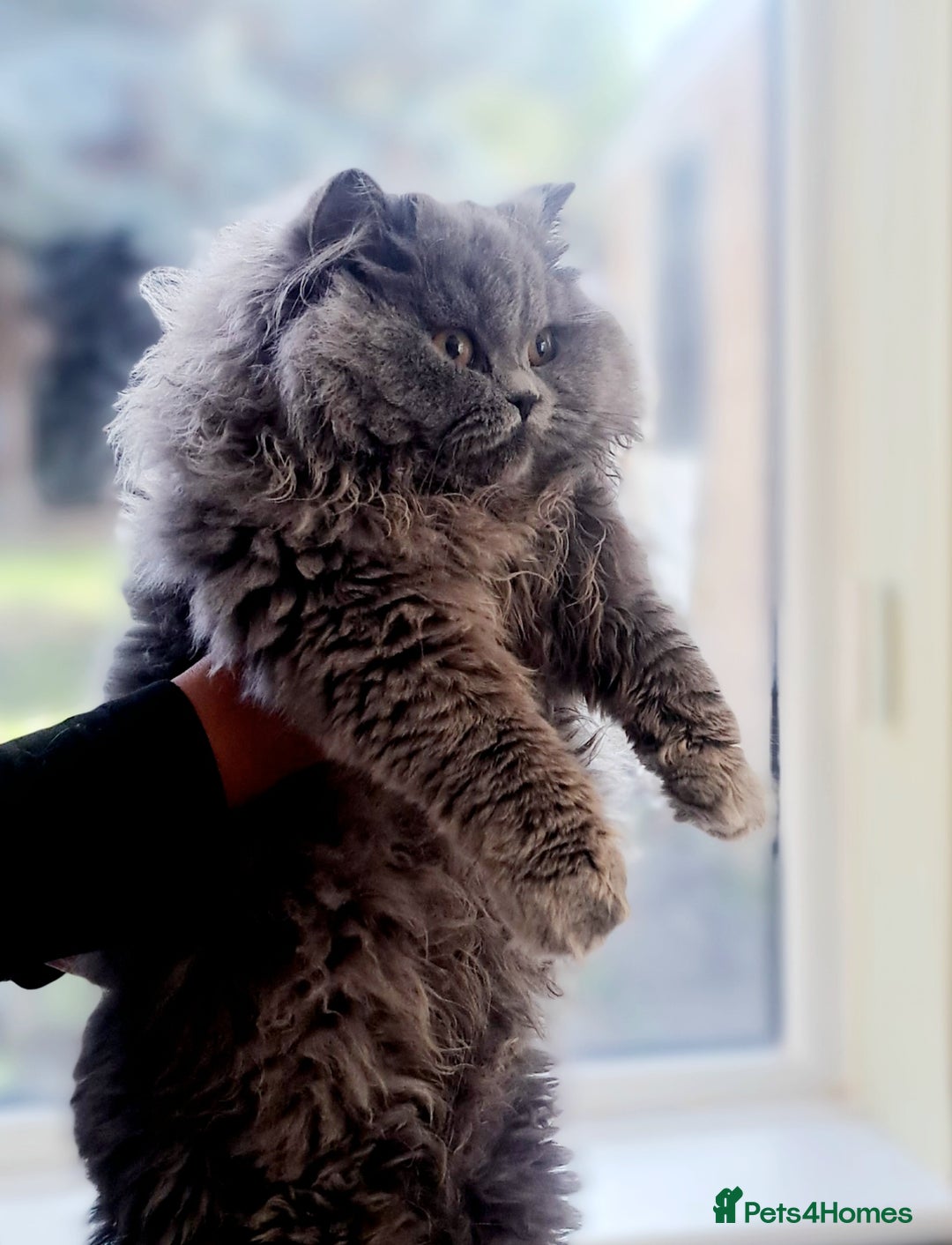 British Longhair cats for sale: TICA Beautiful Blue British Longhair Female - Image 29