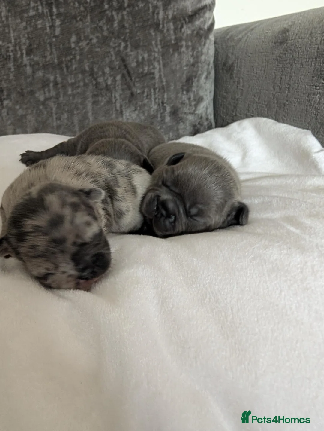 French Bulldog dogs for sale: Stunning litter of dwkc registered frenchies  - Advert 2