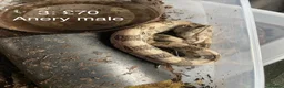 Boa Snake reptiles for sale: Baby boa constrictors various morphs - Advert 4