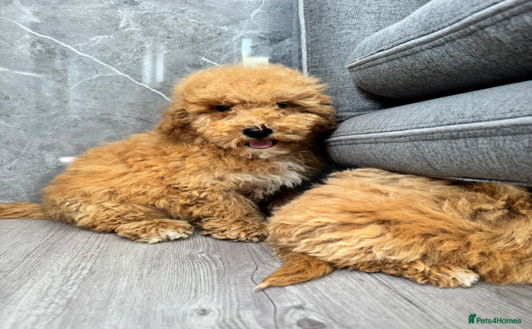Cavapoochon dogs - Advert 1