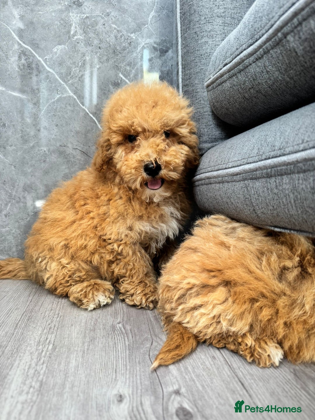 Cavapoochon dogs for sale: Cavapoochon puppys  - Image 3