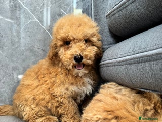 Cavapoochon dogs - Advert 1