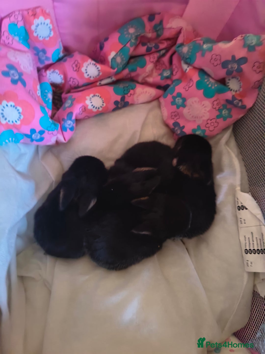 Mixed Breed rabbits for sale: Adorable Baby Bunnies Looking for Loving Homes 🐇 - Image 3