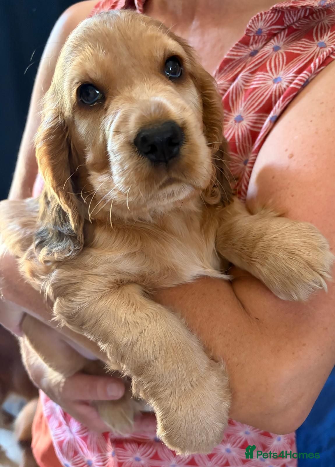 Cocker Spaniel dogs Ready: Show Cocker Spaniels - Golden and Sable - Advert 6