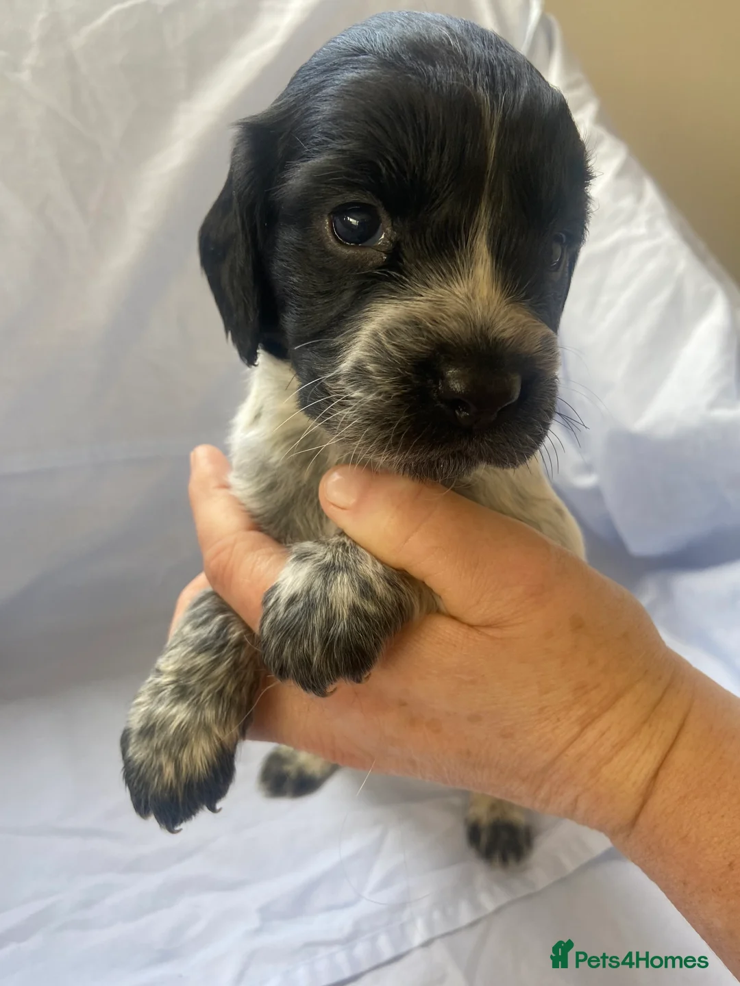 Cocker Spaniel dogs for sale: Working type Cocker Spaniel Puppies 🐶🐾  - Advert 16