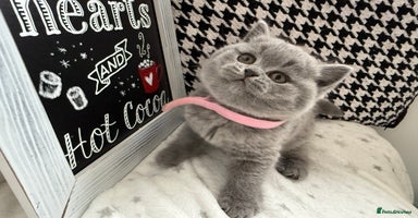 British Shorthair cats - Advert 16