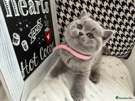 British Shorthair cats Adorable British Shorthair - Advert 10