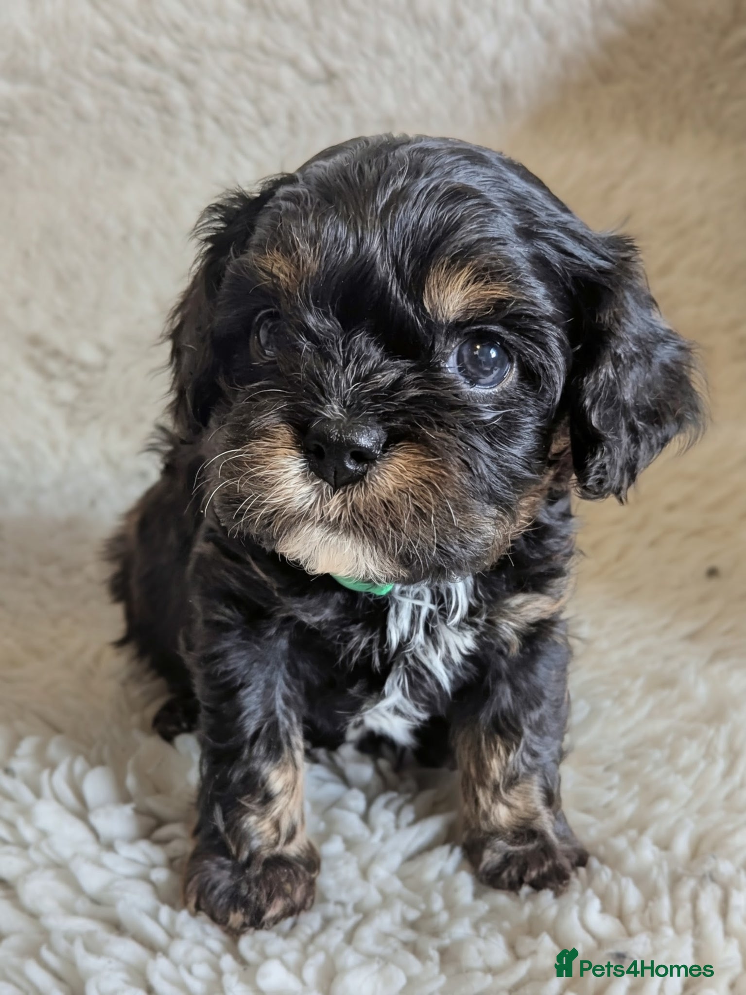Cavapoo dogs for sale: Tiny F1 Cavapoos - Advert 1