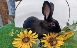 English rabbits for sale: Yurvac vaccinated purebred young English rabbit! - Image 9